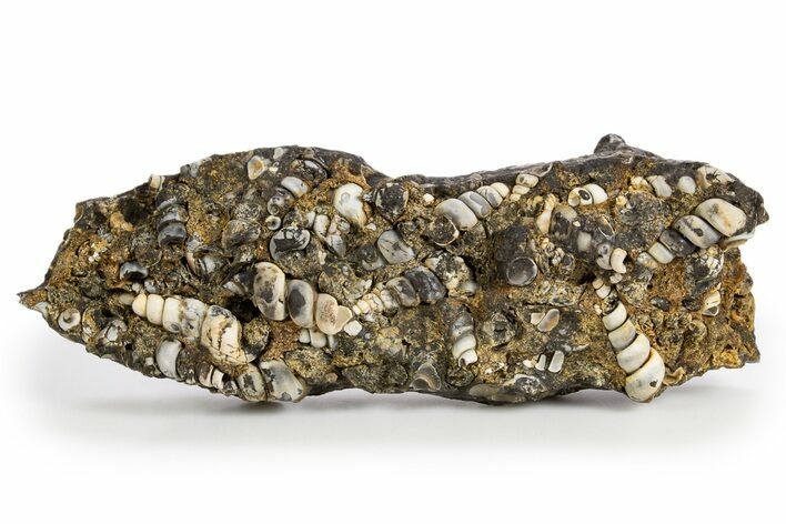 Fossil Freshwater Snails (Elimia) In Limestone - Wyoming #324610